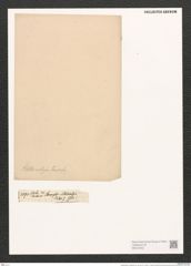 Campylodiscus schleinitzii Jan. (de-Toni-Nr.: Genus 57, Species 2500) Zeichnungen Sammlung Grunow (NHMW-BOT-W0373252)